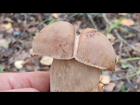 Видео: Тихая охота. Белые грибы в сентябре. 