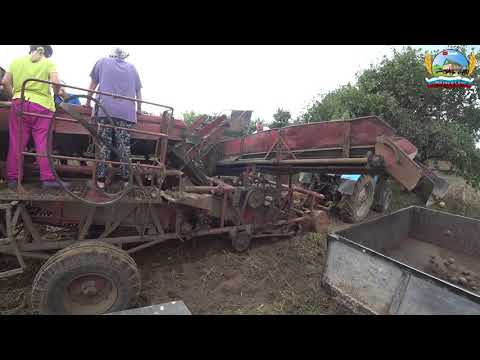 Видео: Москвичи помогают убирать картофель) убрали весь картофель у бабушке (26-Серия 4-Сезон)
