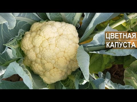 Видео: Как выращивать цветную капусту? КФХ Юрия Коровина. Калининградская область.