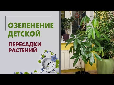 Видео: Озеленение детской. Пересадки растений. Шеффлеры, пахиры, фикусы, сингониум, алоказии. Сентябрь 2023