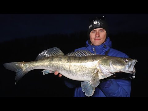 Видео: НАДО ВИДЕТЬ! БЕЗОТКАЗНАЯ ПРИМАНКА НА СУДАКА! (Рыбалка на Пруду)
