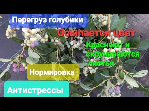 Видео: Перегруз голубики. Что плохо, что хорошо. АПРЕЛЬ!!!
