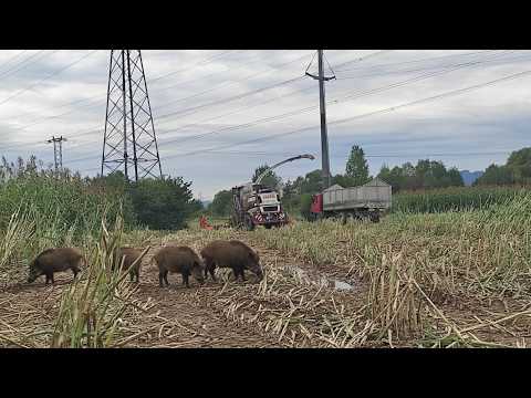 Видео: Силос из подсолнечника и сорго во влажной почве. Кабаны и поваленные стебли сорго