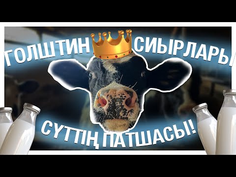 Видео: Эксклюзив! Сүтті ірі қара - отбасылық бизнес | Адамның бойындай сиыр | Сауу кәсібінің қыр-сыры