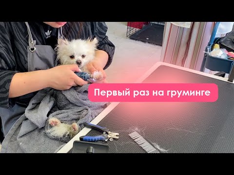 Видео: Шпиц в 2 года первый раз на груминге