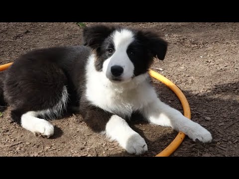 Видео: ДТ - 327. Урок со щенками на системе препятствий