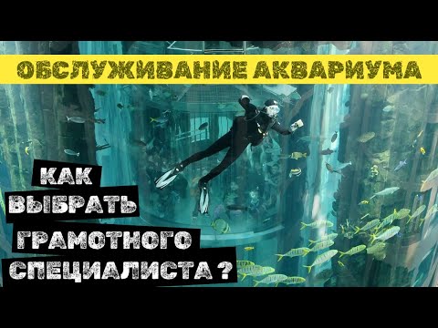 Видео: Как найти  АКВАРИУМИСТА для ОБСЛУЖИВАНИЯ аквариума! Новый проект!) #оформлениеаквариума #аквариум