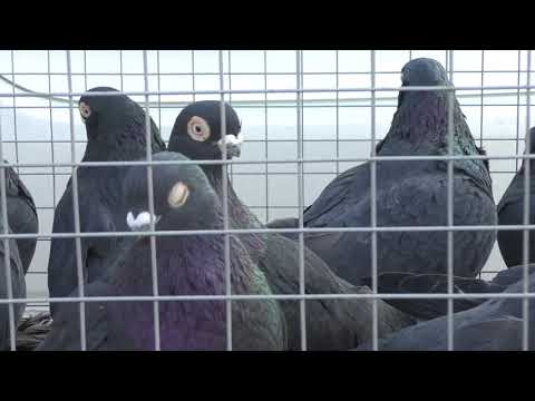 Видео: 01.12.19. Птичий рынок г. Прохладный ч1. Cool P1 bird market