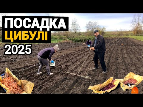 Видео: Садимо цибулю на зиму! Наші сорти🧅 Схема посадки цибулі і чином обробляємо від хвороб та шкідників 