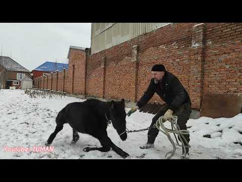 Видео: Доверие и воспитание Карачаевского жеребенка. Часть 2