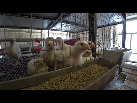 Видео: Выращиваем бройлера круглый год. Полный цикл содержания без потерь времени