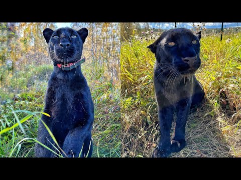 Видео: У пантеры Луны новые впечатления🐆🍁