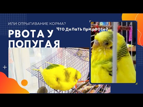 Видео: РВОТА У ПОПУГАЯ! ЧТО ДЕЛАТЬ ПРИ РВОТЕ У ВОЛНИСТОГО ПОПУГАЯ? РВОТА ИЛИ ОТРЫГИВАНИЕ? КАК ОТЛИЧИТЬ?