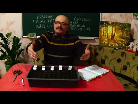 Видео: Посадите хоть несколько помидоров таким методом, - и Вы всегда будете делать так!