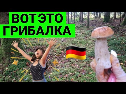 Видео: 😍 ВОТ ЭТО  ГРИБАЛКА 😍 ТАКИХ  РЫЖИКОВ Я НИКОГДА НЕ СОБИРАЛА  #wald #nature #pilz #грибалка #trending 