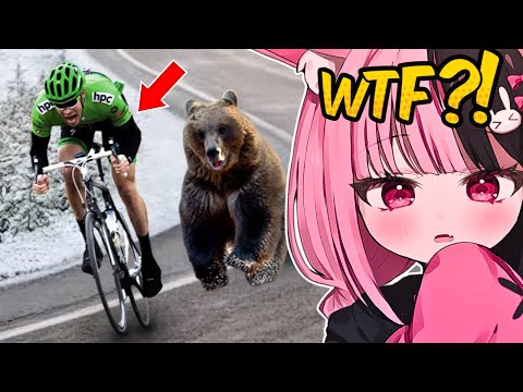 Видео: Вот почему не стоит связываться с медведями 😳 | Реакция Марши
