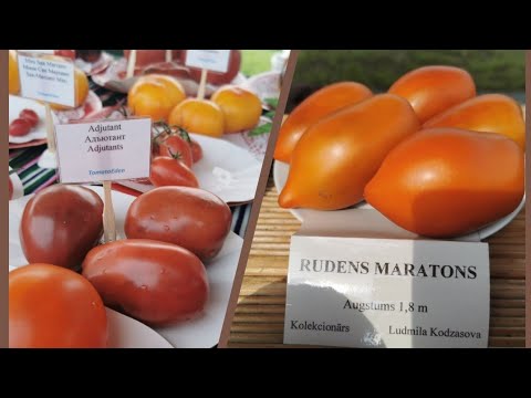 Видео: Выставка томатов 2021. Кегумс.