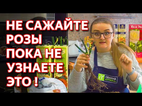 Видео: Как посадить розу весной. Суперспособ! Как правильно сажать розы.