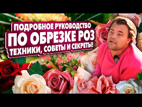 Видео: ПОДРОБНОЕ РУКОВОДСТВО ПО ОБРЕЗКЕ РОЗ! техники, советы и секреты!