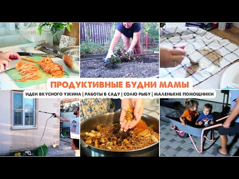 Видео: БУДНИ МАМЫ👩Ленивые вареники😋Убрали клубнику🍓3 блюда на ужин🥘Дела в саду✔️Не повезло с рыбой🙈