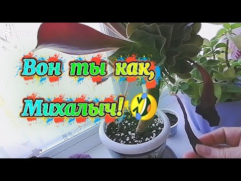 Видео: Нескучный подоконник/Джунгли на минималке 
