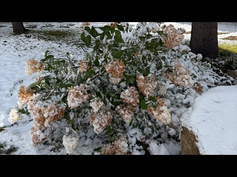 Видео: Дозариваю  помидоры и перец. Утепляю гортензии. Собираю салат в теплице 