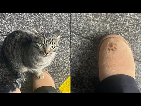 Видео: Кошки просто делают то, что у них получается лучше всего 🤣 Смешные видео с кошками 2025 🐱 Часть 82