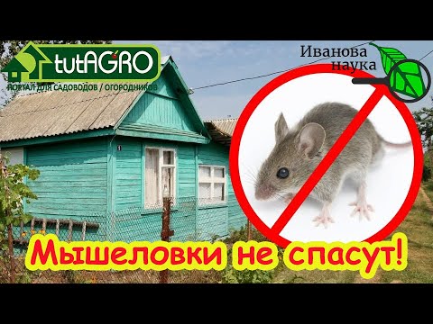 Видео: Мышеловку и яды не использую: расставляю по углам этот материал и грызуны в дом не заглядывают!
