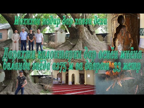 Видео: сайри дехаи Нилу . UZBEKISTAN. SURXONDARYO. SARIOSIYO.