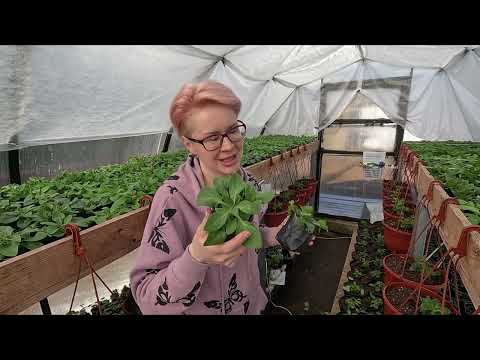 Видео: ВИРУС НА СЕМЕННОЙ ПЕТУНИИ ЧТО ДЕЛАТЬ