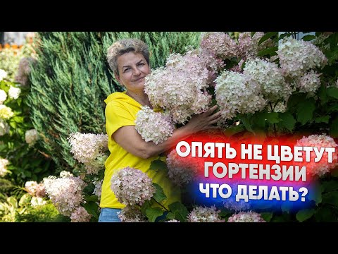 Видео: Опять не цветут гортензии что делать?