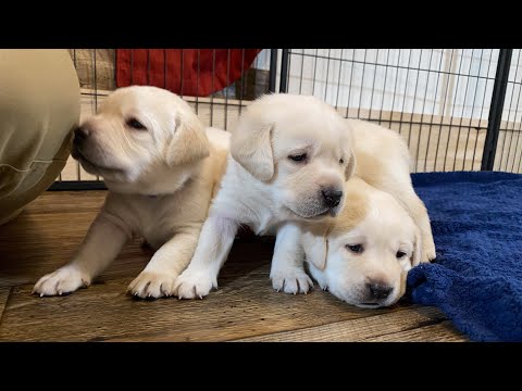 Видео: ВОСПОМИНАНИЯ О ПЯТНИЦЕ: Утренние игры с очаровательными щенками лабрадора #милыещенки #щенок #лаб...