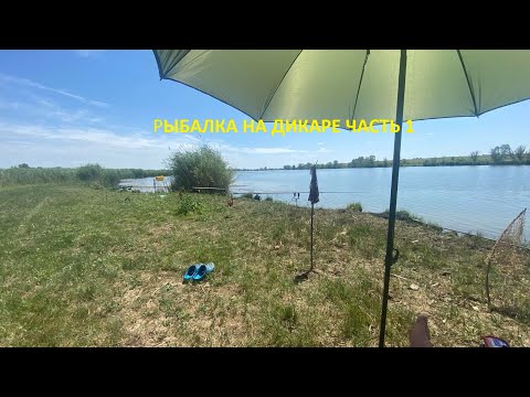 Видео: РЫБАЛКА НА КАРПА И АМУРА НА ДИКАРЕ / 17-19 ИЮНЯ 2024Г ЧАСТЬ 1 #рыбалка