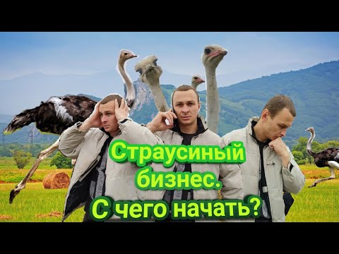 Видео: Всё о страусах. Стоит ли их выращивать?