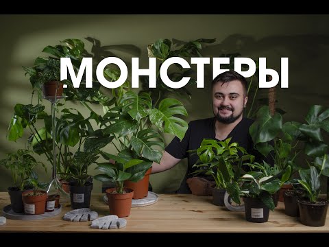 Видео: МОНСТЕРА / ВИДЫ / УХОД / РАЗМНОЖЕНИЕ