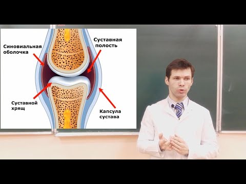 Видео: Суставы. Часть 1 (Строение сустава)