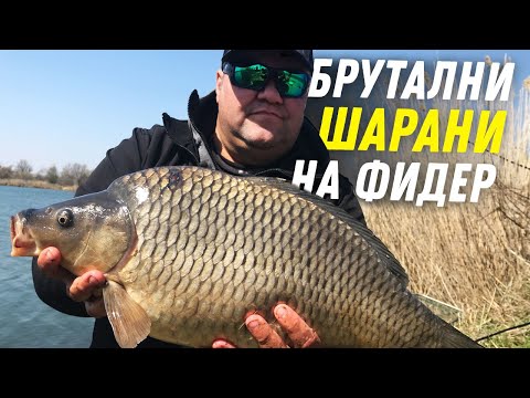 Видео: Брутални ШАРАНИ на фидер _ II част