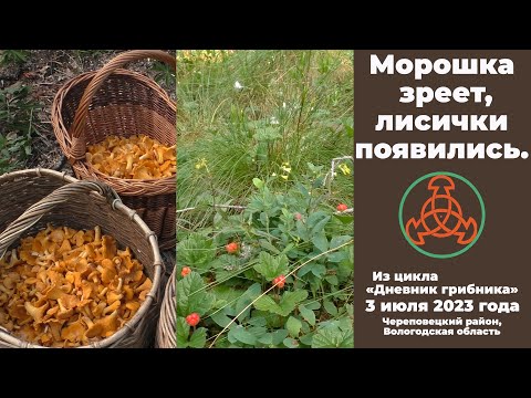 Видео: Морошка зреет, лисички появились! Дневник грибника 3 июля 2023 года.