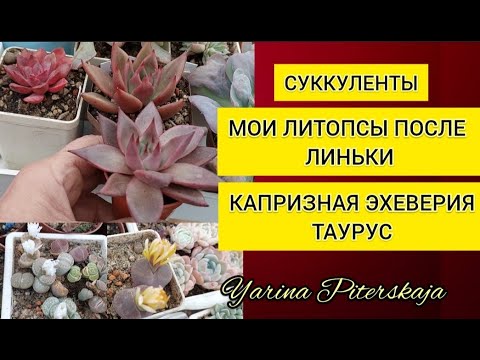 Видео: Суккуленты.  Мои литопсы. Линька. Капризная эхеверия Таурус.