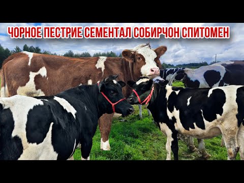 Видео: Навори нав аз Собирчон Спитомен гунрчинои шири букаи арзонак Сементал 25 октября 2025 г.