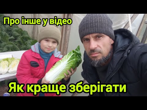 Видео: Як зберігати пекінську капусту 