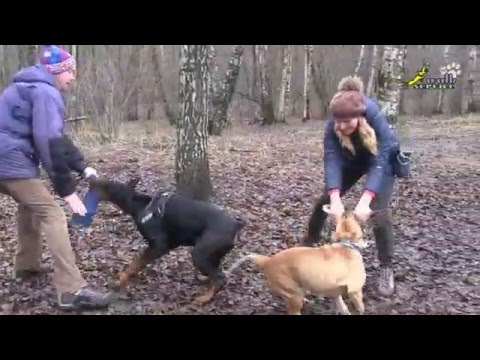 Видео: Доберман и кадебо, грязные танцы, в новый год