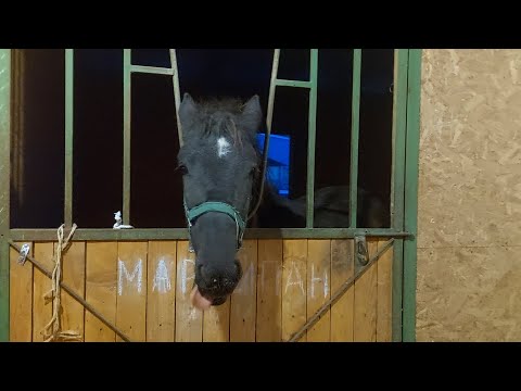 Видео: Для чего лошадям соль? Устанавливаем кормушки в конюшнях / Why do horses need salt?