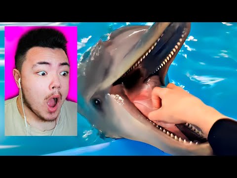 Видео: 😂 Реакция На САМЫЕ СМЕШНЫЕ РОЛИКИ Этого ЛЕТА!