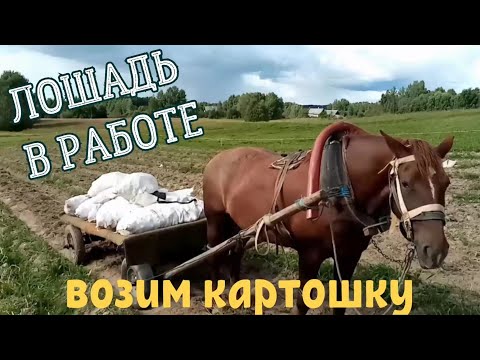 Видео: Всем привет! Начали копать картошку.#влог#жизньвдеревне#работаналошаде
