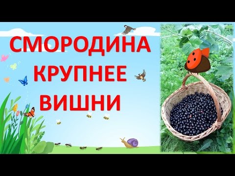 Видео: КРУПНОПЛОДНАЯ ЧЕРНАЯ  СМОРОДИНА .ОБЗОР ЛУЧШИХ СОРТОВ черной смородины.