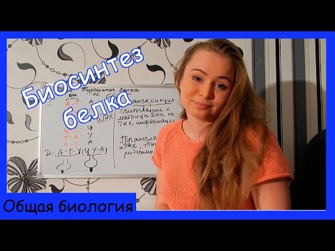 Видео: Биосинтез белка.