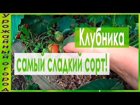 Видео: ►МОЙ ЛЮБИМЫЙ СОРТ КЛУБНИКИ!!!САМЫЙ СЛАДКИЙ!!!