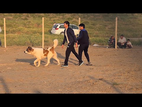 Видео: Турнир Тест Испытаний 1ый Тур Тязе Заман!