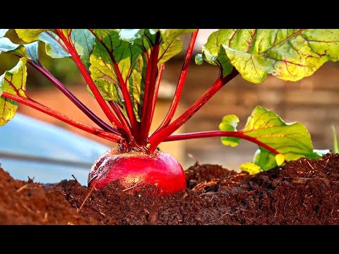 Видео: ⚠️ Как и когда собирать урожай свеклы и как хранить ее зимой